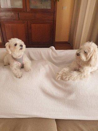 Residencia Canina Shere Can by Thunderbully