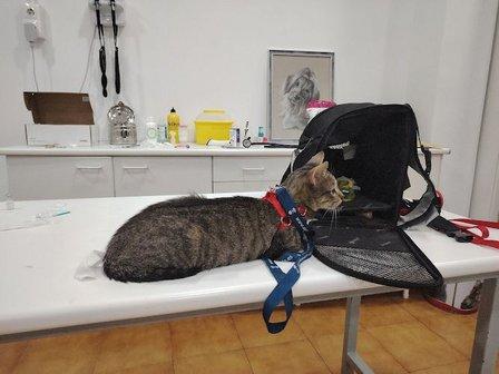 Centro Veterinario Negritas