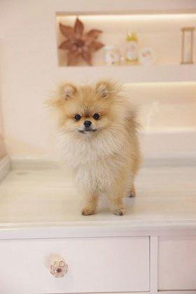 Pomeranian Beauty Exclusive Grooming Care line & Supplies