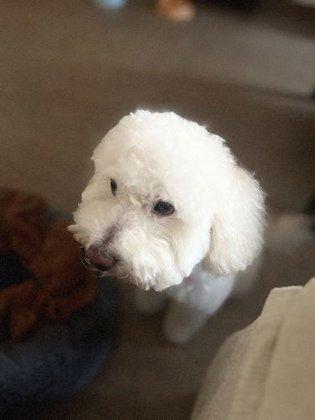 Peluquería canina Las Huellas de Mía