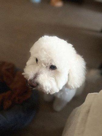 Peluquería canina Las Huellas de Mía