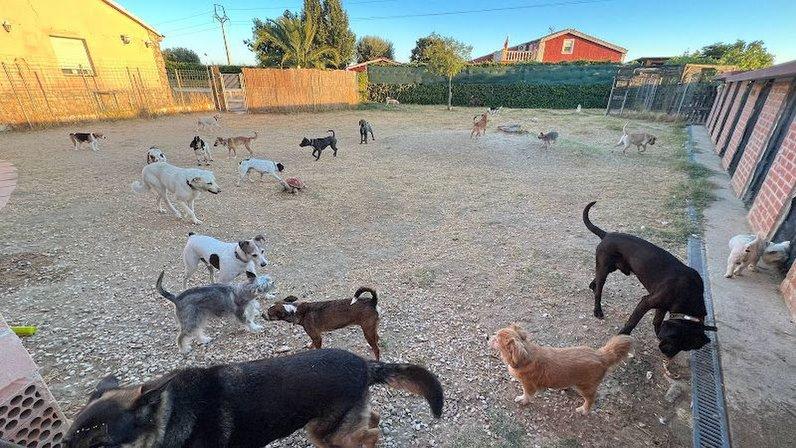 Guardería mascotas Ararauna