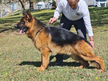 CENTRO CANINO VILLAMPUERO
