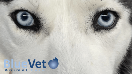 BlueVet Veterinario Villanueva de la Cañada