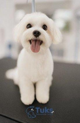 Tuks peluquería canina