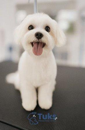 Tuks peluquería canina