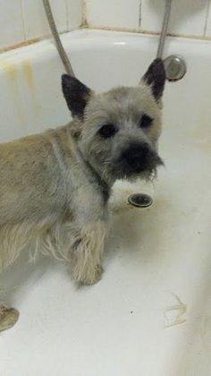 Veterinary Clinic Dogtora