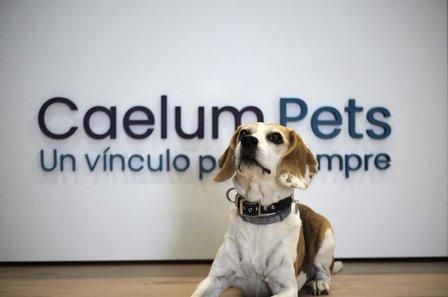 Caelum Pets | Tanatorio y Crematorio de mascotas en Madrid