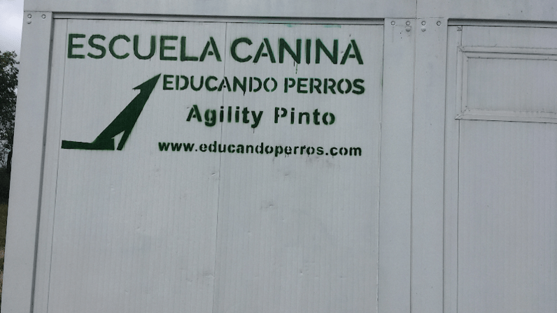 Club Agility Pinto