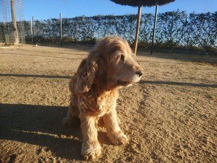 Centro Canino Brunete