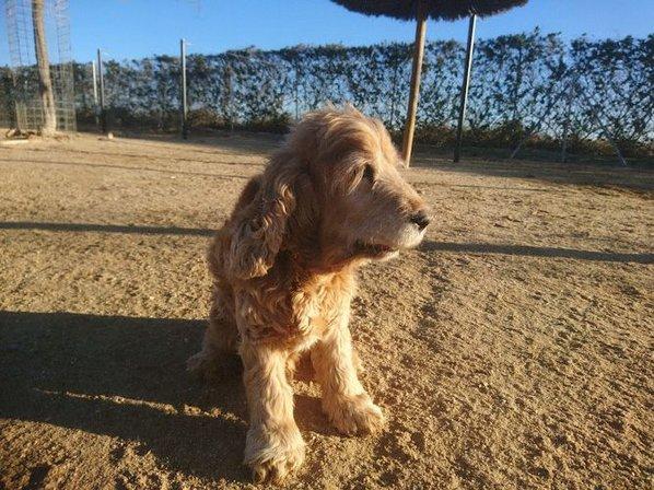 Centro Canino Brunete