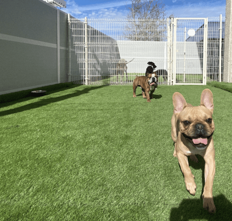 Vive Pets (San Sebastián de los Reyes) Hotel 24h, guardería y peluquería canina