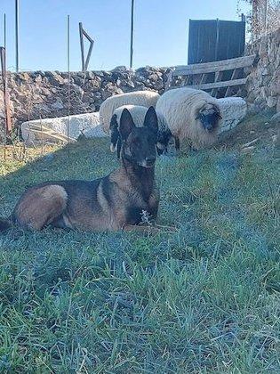 Mirada Canina