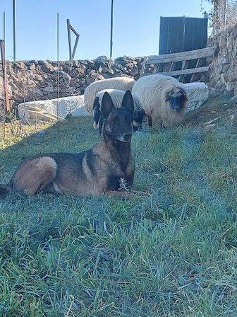 Mirada Canina