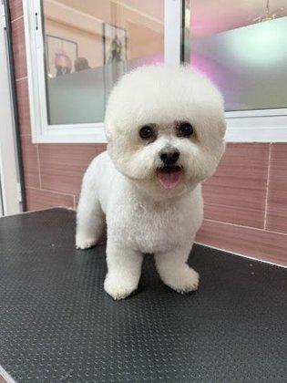 Peluquería canina Evitalospelos