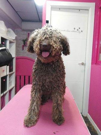 Peluquería Canina Deja Huella
