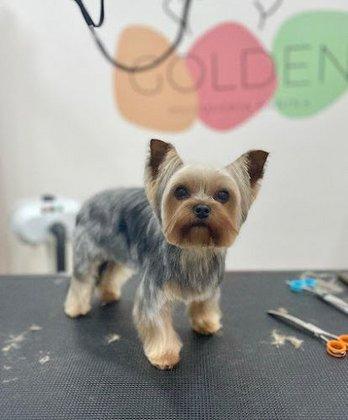 Golden Peluquería Canina