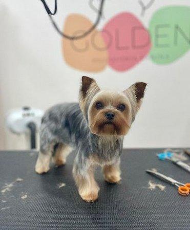 Golden Peluquería Canina
