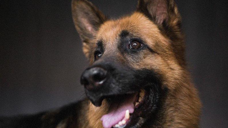 Alberto Zafra - Centro Canino Ischadia