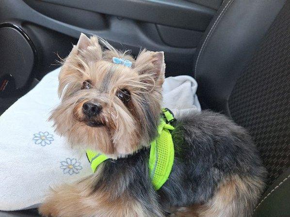 los baños de mara peluqueria canina en parla