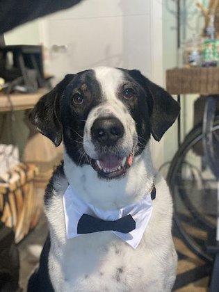Chuchos Deluxe Autolavado de Mascotas