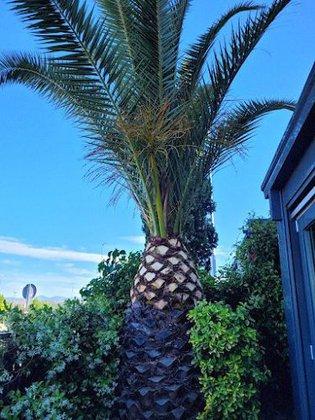 Trevo Jardinería