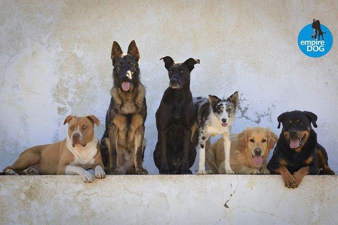 empireDOG