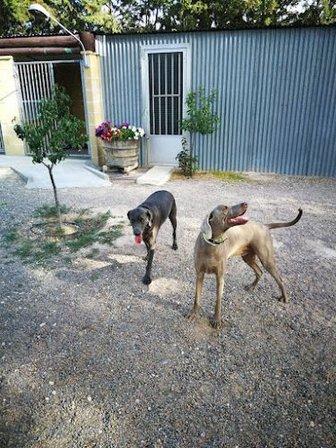 Conde Can Residencia Canina