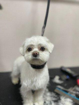 Capitán Tapón Peluquería y Boutique Canina 2.0