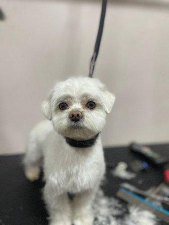 Capitán Tapón Peluquería y Boutique Canina 2.0