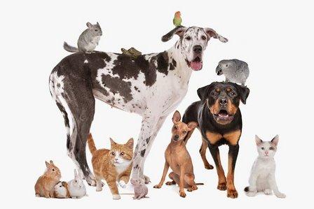 Hospital Veterinario Mediterráneo