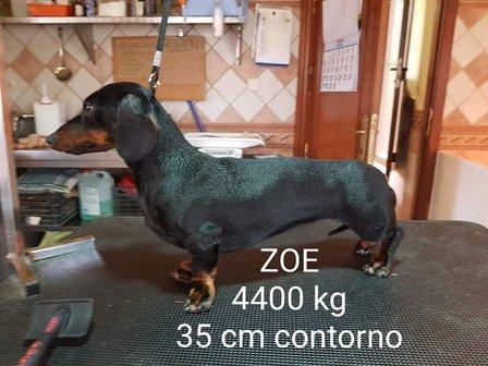 Baby Dog