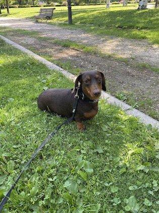 NOBLECAN Adiestramiento Canino