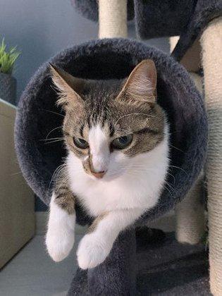 Cat Sitter Tus Mascotas