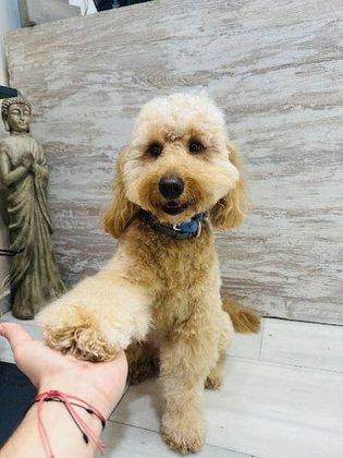 Peluquería canina KIKU