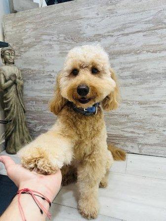 Peluquería canina KIKU