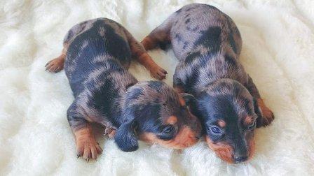 Cachorros Nava