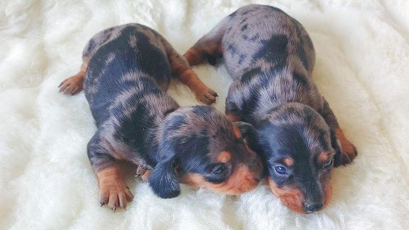 Cachorros Nava