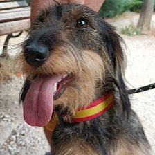 3DOG