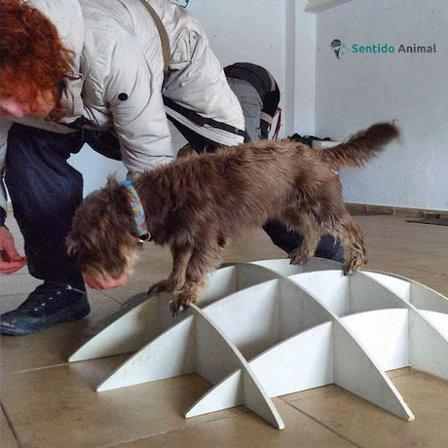 Sentido Animal