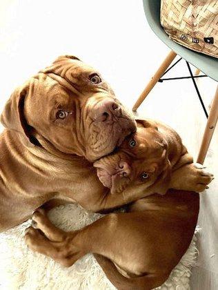 DOGOS DE BURDEOS DEL REINO DE TINA