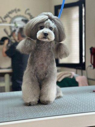 Peluqueria Canina Jara