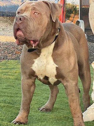Criadero Lobo Azul Kennel