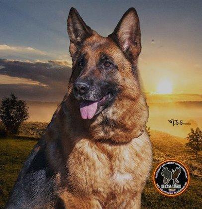 Adiestrador Canino Team de Casa Tassio