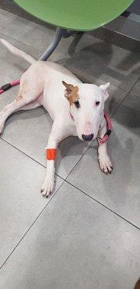 Alameda Clínica Veterinaria