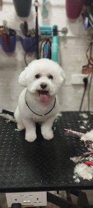 Rock & Dog