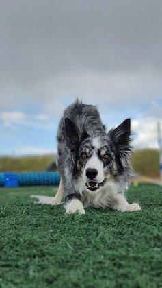 Adiestramiento Canino Madrid