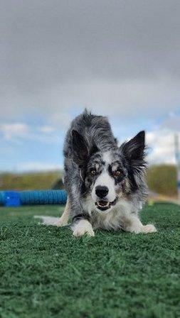Adiestramiento Canino Madrid