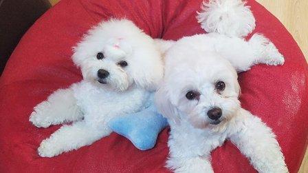 Cocki Peluquería Canina