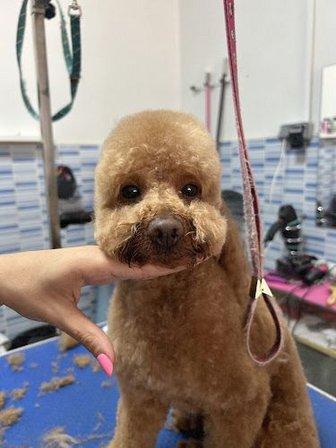 Peluquería Canina Bubble Pet